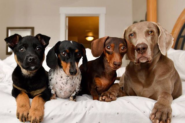 Bando sobre perros de compañía