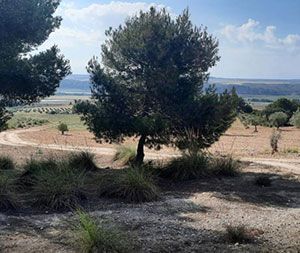 Ruta lucha contra el Cáncer Villamanrique de Tajo Ruta lucha contra el Cáncer Villamanrique de Tajo